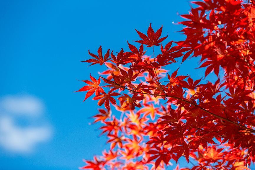 单招VS高考：成绩一般别纠结！这份选择攻略让你升学更清晰|钉考单招